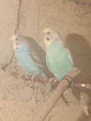 клетка для попугая: Salam herkese göy 15azn qarsiq 20azn iksin alana cüzi endirim qefesde