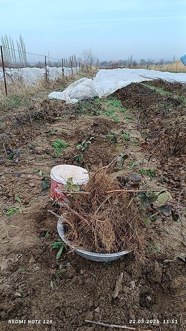 Ежевика: Ежомалина. Сорт ЛОХНЕСС. Адрес: Совхоз Ала-Тоо 50 сом шт at lalafo.kg — 8 Ежевика: Ежомалина. Сорт ЛОХНЕСС. Адрес: Совхоз Ала-Тоо 50 сом шт — 8