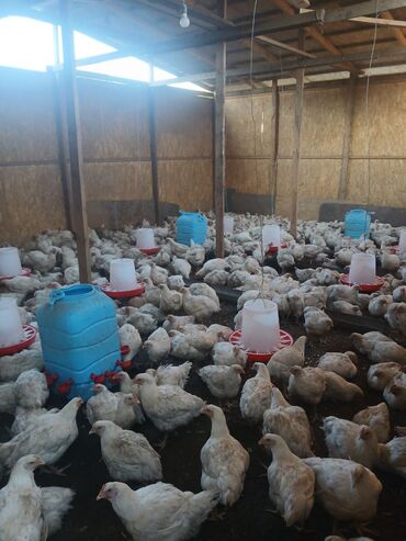 продаю кочкор: Продаю бройлерных цыплята 🐔 возростом: 2 месяц живой вес :2,8кг