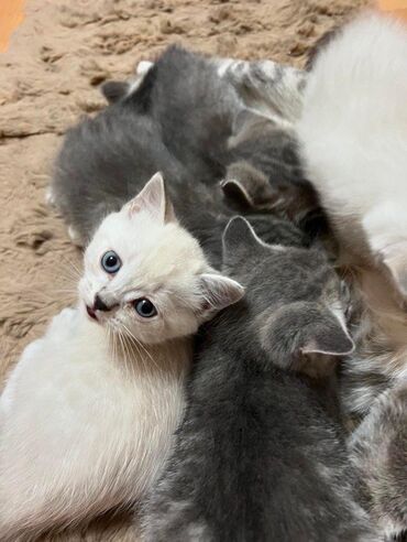 сиамские котята в дар: Наша кошка недавно родила, и мы хотим отдать котят в хорошую семью