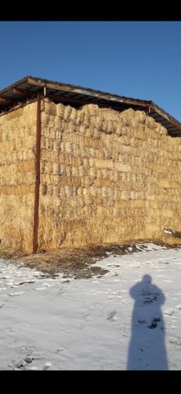 арпа сатылат: Арпа саман салома сатылат +бесплатная доставка