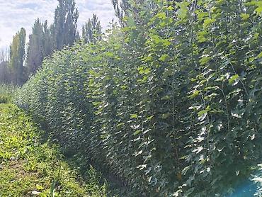 Самшит: Продаю разное декоративный дерево,живая изгородь из бирючины — 5