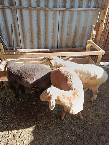 Баран, овца: Продаю | Ягненок | На забой — 3