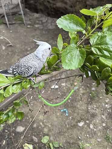 quş papuqay: Korella erkək, 8 aylıq tam rucnoy, dişləmir, kəndirə öygəşilmiş — 8