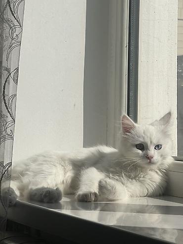 белая кошка: Беспородная, 5 месяцев, Мальчик, Белый, Приучена к лотку, Проглистована, С прививками — 2