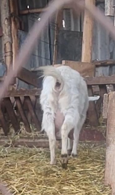 Козы, козлы: Продаю | Коза (самка) | Для молока — 2