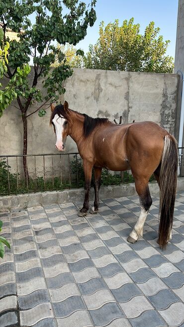 qarabağ atı satılır: Erkək, Qarabag, il: 6