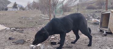 кара балта животные: Приветса Собака Европейских Афчарка документ есть цена 12000