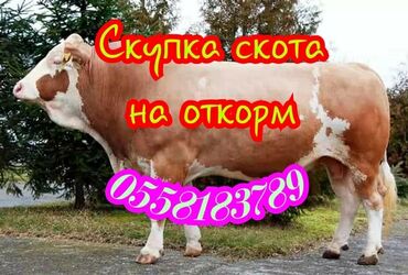 скот продаю: Куплю | Коровы, быки, Лошади, кони | Круглосуточно, На откорм, Самовывоз