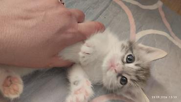 Продажа кошек: Котята домашние, ласковые и игривые.отдам даром котят в хорошие — 3