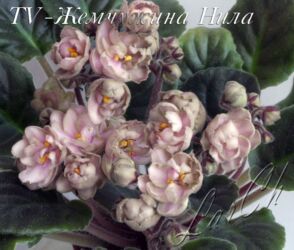 Фиалки и глоксинии: В продаже детки,пасынки сортовых мини и полумини фиалок 🌺🌿🌺 at lalafo.kg — 9 Фиалки и глоксинии: В продаже детки,пасынки сортовых мини и полумини фиалок 🌺🌿🌺 — 9