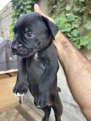 cane corso yavru: Kane-Korso — 2