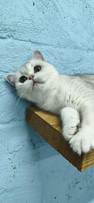 Шотландская кошечка. Скоттиш Страйт Серебристая шиншилла Возраст 2 — 1