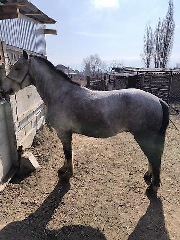 Лошади, кони: Продаю | Конь (самец) | Кара Жорго — 8