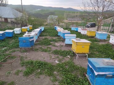 yeşik v Azərbaycan | HEYVANLAR ÜÇÜN MALLAR: Arı satılır . vəziyyətləri normaldır . vaxtı vaxtında dərmanlari və