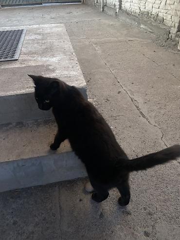 Продажа кошек: 6 месяцев, Мальчик, Черный — 24