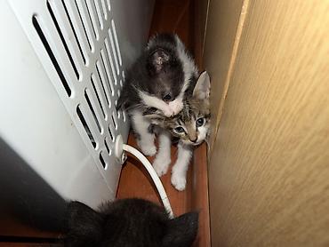 котят ош: Котята, помёт из нескольких малышей. - Возраст: примерно 1–2 месяца — 3