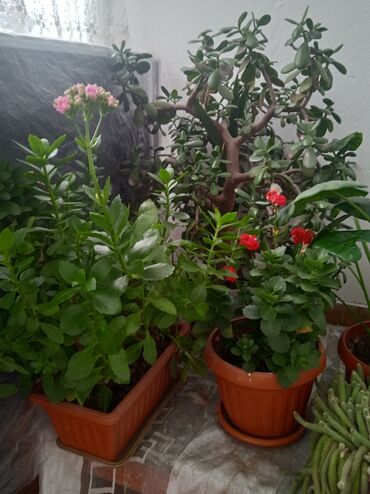 живые растения: Красный каланхоэ 300с-40см. розовый 400с.-60см живое дерево