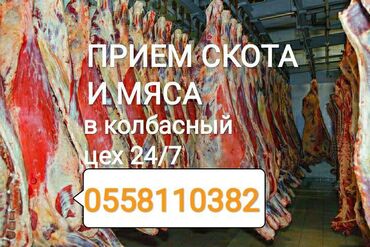 244 объявлений | ЖИВОТНЫЕ: Приём скота на забой в колбасные цеха
сами выезжаем
по рыночной цене