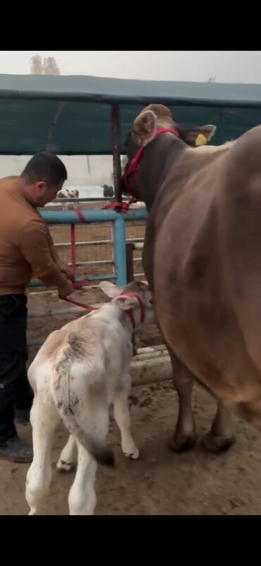 Inəklər, öküzlər: Simental tipli inək və buzov dəsti - Cins/Tip: Simental (qəhvəyi -da lalafo.az — 6 Inəklər, öküzlər: Simental tipli inək və buzov dəsti - Cins/Tip: Simental (qəhvəyi — 6