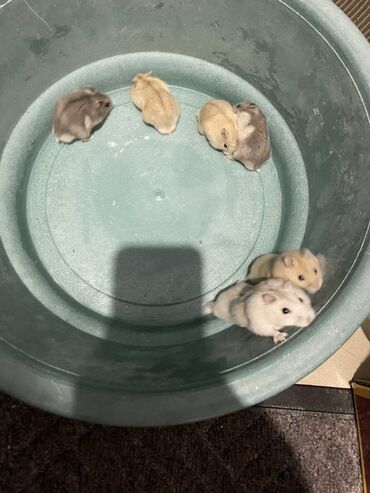 домик для хомяков: Хомячки джунгарики различных окрасов - Разные окрасы: серый с белым