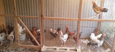 активированный уголь волнистому попугаю: Продаю домашних петухов ( апрельские). цена за голову 700 сом, оптом