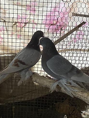 Другое мясо птицы: Домашние голуби декоративных пород. Особенности: - Пушистые оперённые — 6