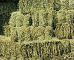 кролики декоративные купить: Продам тюки село беловодск « Заря,Жуков» Первый укос тюки сочные