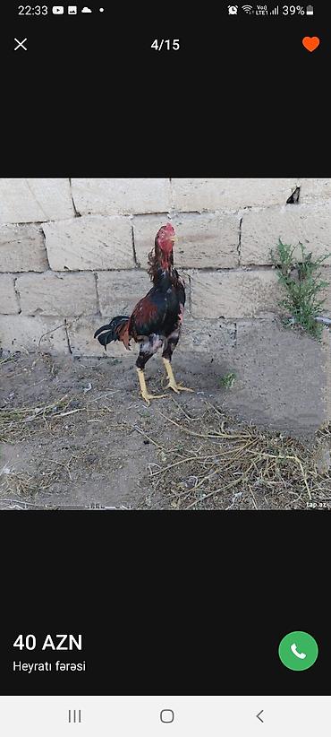 barter xoruz: Diqqətlə oxu 👉 qiymət razılaşma yoluynan Salam yaxşı qan xətti xoruz — 5