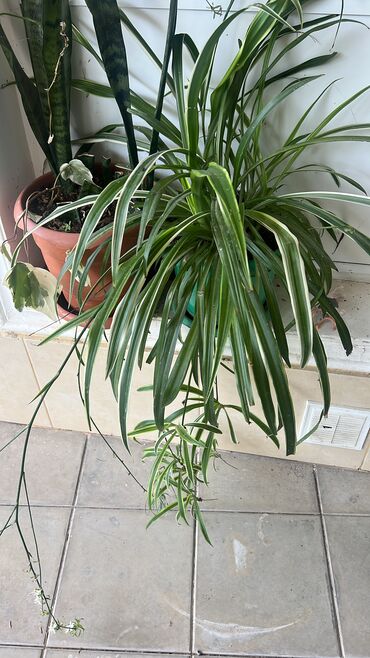 Otaq bitkiləri: Her biri ucuz kimete Gencededi catirma var size yaxin yere ancag — 21