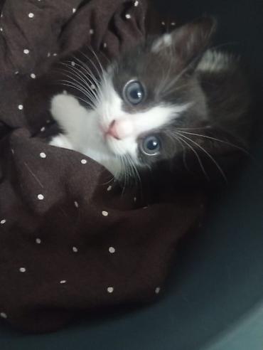 щенка шпиц: Котёнок, окрас черно-белый (tuxedo). Большие выразительные глаза — 1