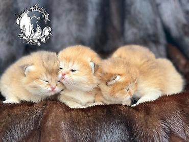 Продажа кошек: Скотиш Фолд (Шотландская вислоухая), 1 месяц, Мальчик, Золотая шиншилла, Приучена к лотку — 9