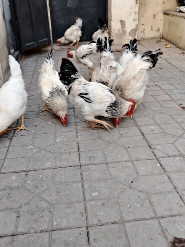 Xoruzlar: 10 ədəddir tam sağlam həyət heyvanlarıdi 8 ayligdilar diri çəkisi 2 — 10