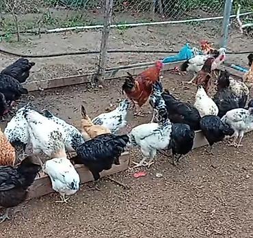 çoban iş elanları: Quşçuluq teserufatına cavan evi olmayan yaşamaga ev axtaran şexs — 1