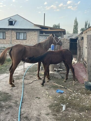 номер приюта для животных бишкек: Продаю | Жеребенок, Кобыла (самка)