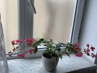 gül qurusu rəngi: Buqnibelya gulu canlı gul