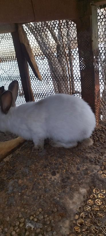 Кролики: Продаю | Кролик самец, Крольчиха (самка) — 8