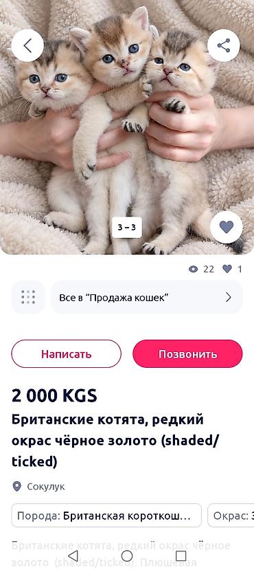 кошка потеряна найдена в бишкеке: ОСТОРОЖНО МОШЕННИКИ!!! УКРАЛИ МОИ ФОТО, ИЗМЕНИЛИ ФОН И ВЫЛОЖИЛИ — 3