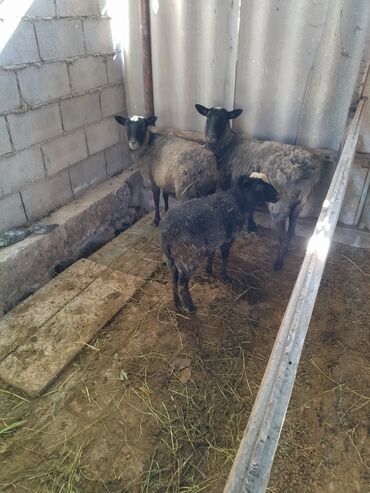 веслоухий кошка: Сатам | Ургаачы кой (ургаачы) | Романовская | Көбөйтүү үчүн