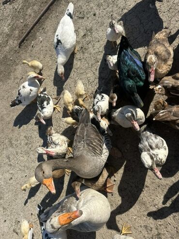 Ördəklər: Salam Aleykum Satılır Ördək Qaz Ördək Cücəsi Toyoq 36 Ədəd Lal Ördək — 30