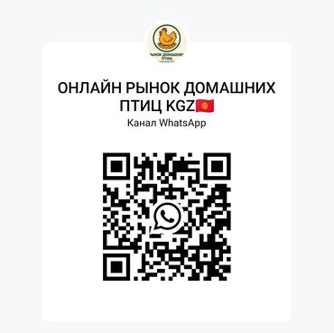 Птица: Курица 