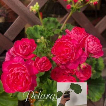 цветы пеларгонии: Сортовые пеларгонии Династия даджи Пак Вива розита Анна Жанет Ю