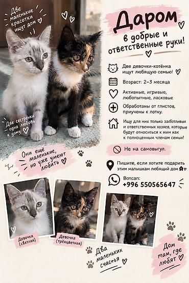 Отдам даром кошку: Кошка даром: Беспородная, 3 месяца, Девочка, Приучена к лотку — 1