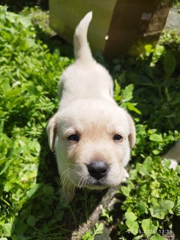 лабрадор собака: Продаю щенков лабрадора, цена договорная, писать Вацап