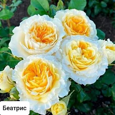 Бөлмө розалары: Көчөттөр — 6