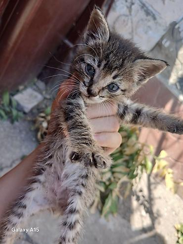 Кошки: Кошка даром: Беспородная, 1 месяц, Девочка, Метис — 3