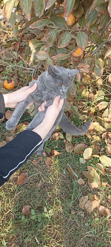 Pişiklər: Şotland, Dişi, Yaxşı əllərə, Pulsuz çatdırılma — 2