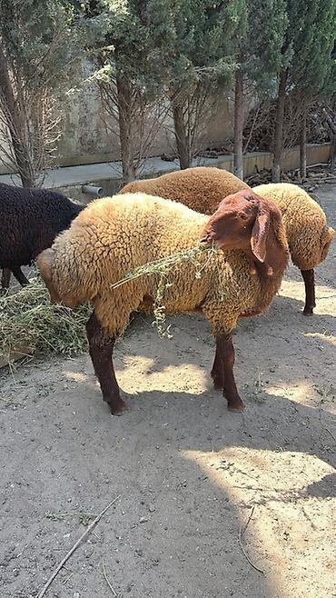 Mal-qara: Qala cinsidir. Bu ilki heyvanlardir. 1 erkek 4 dishi. Hamisi biryerde — 2