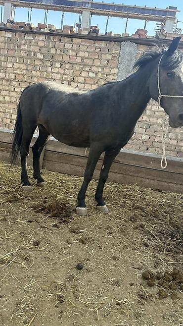 Лошади, кони: Продаю | Кобыла (самка) | Рабочий — 13