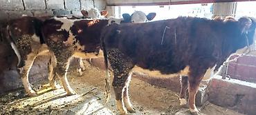 Коровы, быки: Продаю | Корова (самка) | Для разведения | Привязанные — 7